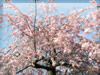 枝垂桜（シダレザクラ）のフリー写真