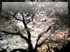 千鳥ヶ淵の夜桜のフリー写真