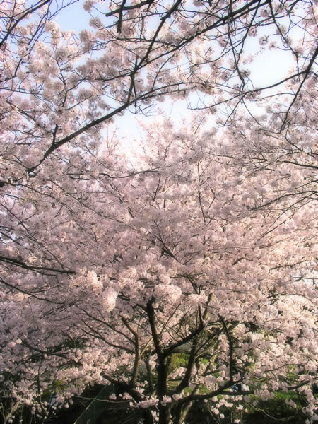 さくら桜サクラ