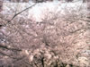 さくら、桜、サクラのフリー画像