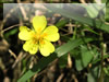 黄色い蛇イチゴの花の無料写真素材