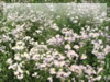 ハルシオンの花畑のフリー写真素材　無料画像