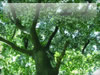 幻想的な木のフリー写真素材　無料画像