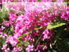 ムラサキの花のフリー写真素材　無料画像