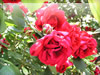 赤いバラのフリー写真素材　無料画像