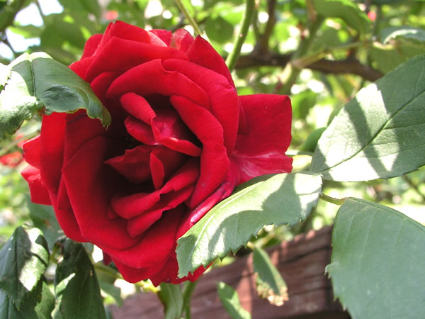 真赤な薔薇（バラ）