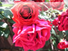 ボッテリした薔薇のフリー写真素材　無料画像
