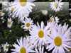 咲き誇るマーガレットのフリー写真素材