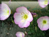 優しげな薄ピンクの花（ヒルザキツキミソウ）のフリー写真素材　無料画像