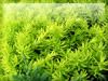 柔らかい新緑の葉のフリー写真素材　無料画像