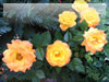 黄色のミニ薔薇のフリー写真素材　無料画像