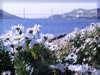 長崎港とマーガレットのフリー写真素材