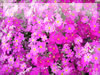 西洋桜草のフリー写真素材　無料画像