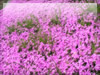シバザクラの絨毯のフリー写真素材　無料画像