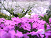 桜並木とシバザクラのフリー写真素材　無料画像