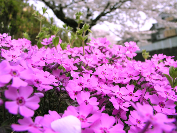 シバザクラと桜の無料写真素材・フリー画像