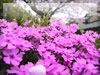 シバザクラと桜のフリー写真素材　無料画像