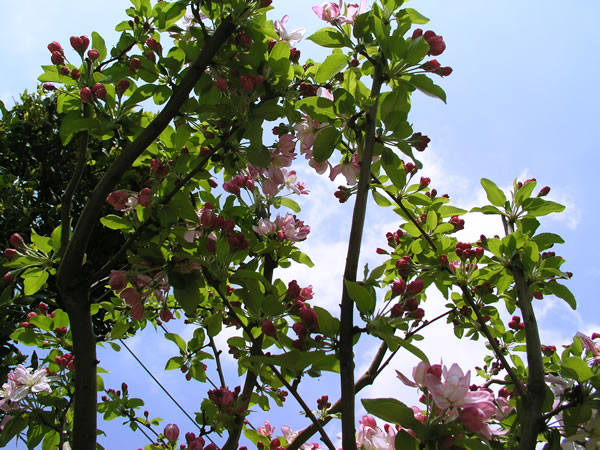 バラ科の木　ピンクの花