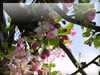 バラ科の花のフリー写真素材　無料画像