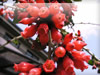 赤い花のフリー写真素材　無料画像