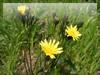 タンポポ似のブタナの花　フリー写真素材・無料画像