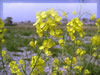 河原（多摩川）の菜の花のフリー写真素材　無料画像