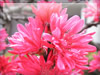 マンサクに似た花のフリー写真素材　無料画像