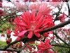 マンサク科の花のフリー写真素材　無料画像