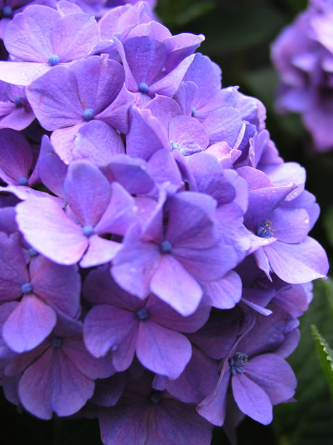 アジサイ 紫陽花 の花のフリー写真素材