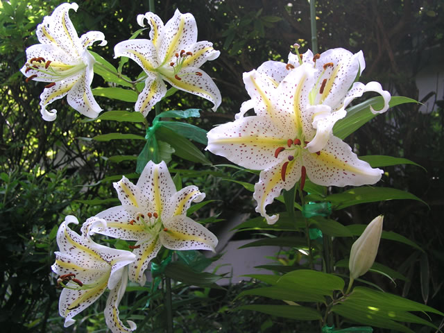 山ユリの花のフリー写真素材