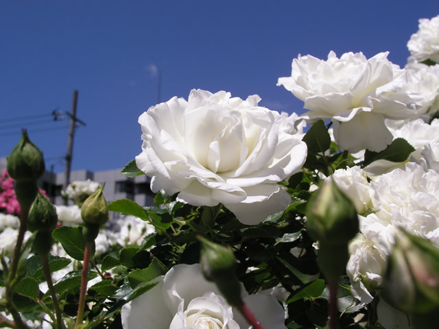 oƂڂ