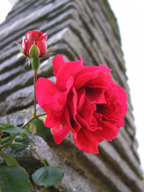 赤い蔓薔薇 ツルバラ