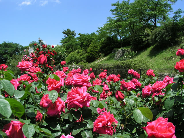 春のバラ園 赤ばら