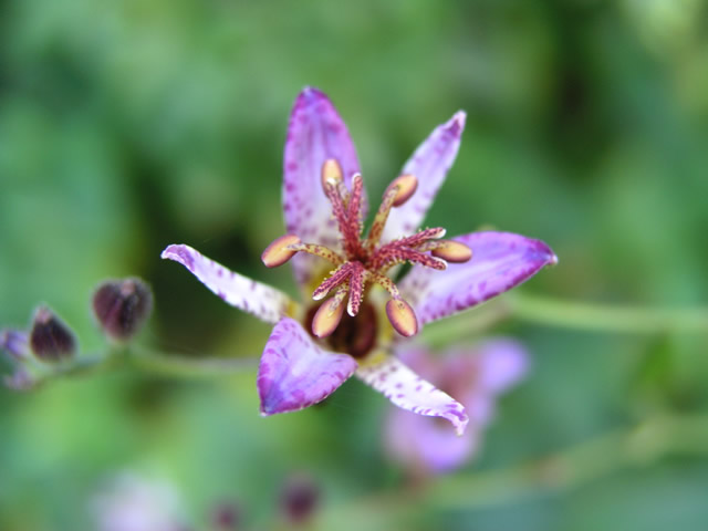 紫のホトトギスの花