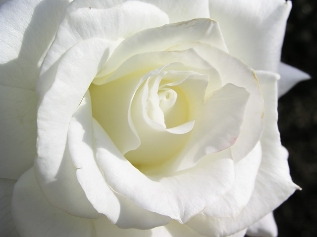 白バラのフリー写真素材 無料画像
