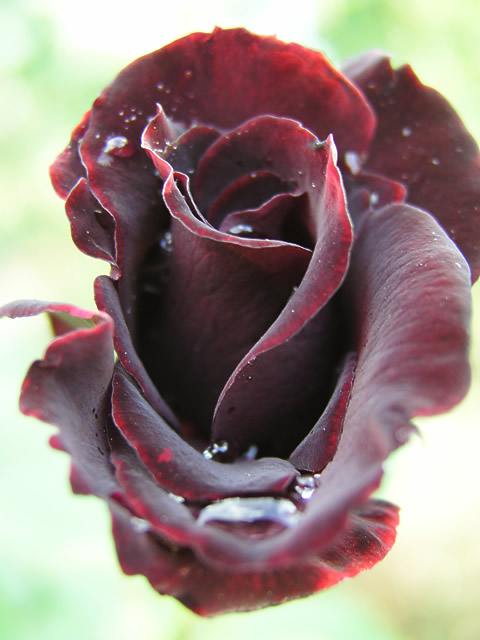 黒バラのフリー写真素材 無料画像