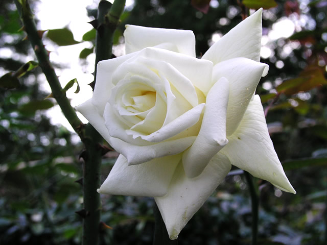 白いつるバラのフリー写真素材 無料画像