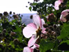 花・草花・葉・植物のフリー写真素材・無料画像501