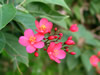 花・草花・葉・植物のフリー写真素材・無料画像502