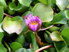 花・草花・葉・植物のフリー写真素材・無料画像503