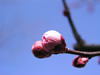 花・草花・葉・植物のフリー写真素材・無料画像504