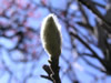 花・草花・葉・植物のフリー写真素材・無料画像505