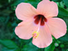 花・草花・葉・植物のフリー写真素材・無料画像507