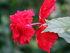 花・草花・葉・植物のフリー写真素材・無料画像508