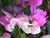 花・草花・葉・植物のフリー写真素材・無料画像511