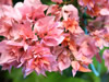 花・草花・葉・植物のフリー写真素材・無料画像512