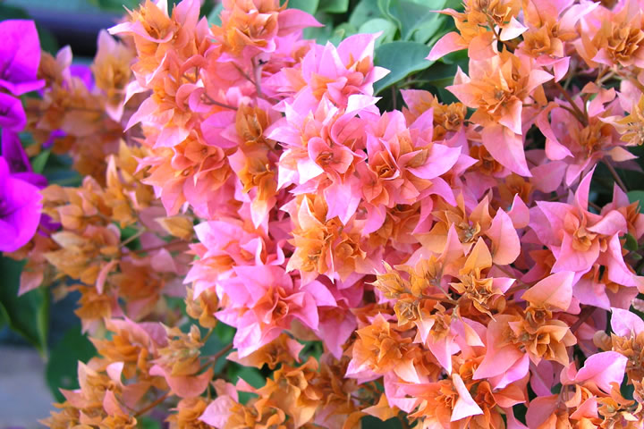 ԁiԁEEtj̃t[ʐ^fށE摜@no.517