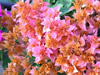 花・草花・葉・植物のフリー写真素材・無料画像517