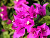 花・草花・葉・植物のフリー写真素材・無料画像518