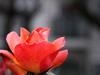 花・草花・葉・植物のフリー写真素材・無料画像519